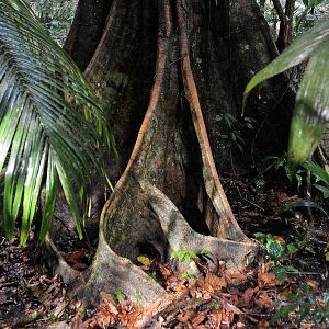 Bilder Das Geheimnis der Bäume