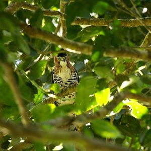 Bilder Das Geheimnis der Bäume