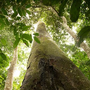 Bilder Das Geheimnis der Bäume