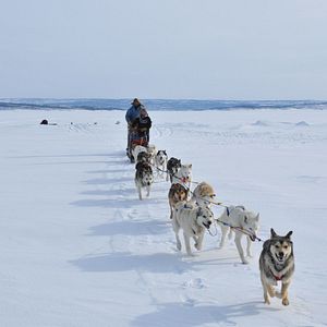 Bilder Die Familie mit den Schlittenhunden