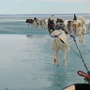 Bilder Die Familie mit den Schlittenhunden