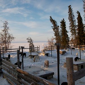 Bilder Die Familie mit den Schlittenhunden