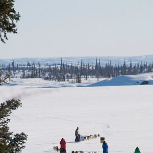 Bilder Die Familie mit den Schlittenhunden