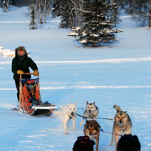 Bilder Die Familie mit den Schlittenhunden
