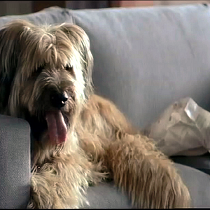 Bilder A Perfect Man