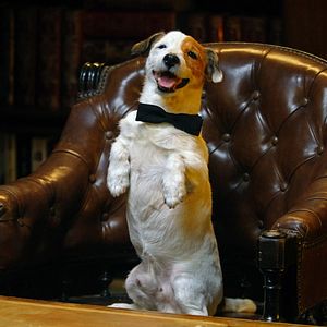 Bilder Millionaire Dog