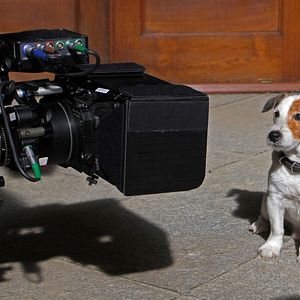 Bilder Millionaire Dog