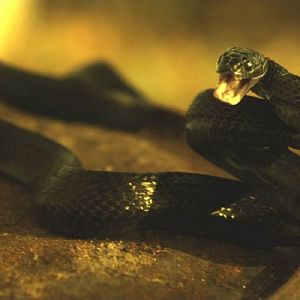 Bilder Snaked Fear - Wüste des Terrors