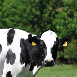 Bilder Die schöne Krista