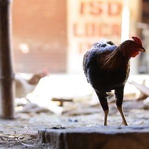 Bilder Chellaponnu - Nette Mädchen