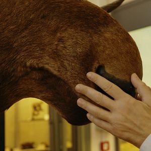 Bilder The Second Life - Das zweite Leben