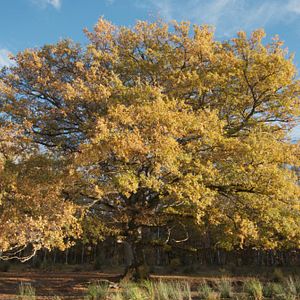 Bilder Die Eiche – Mein Zuhause