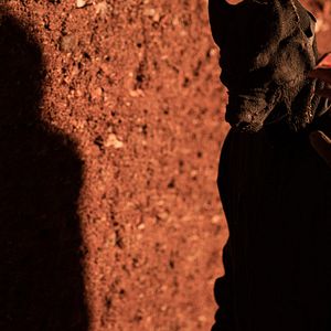 Bilder Der Wolf und die 7 Geißlein