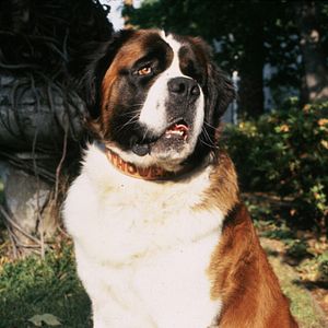 Bilder Ein Hund namens Beethoven