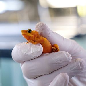 Bilder Willi und die Wunderkröte