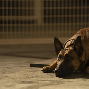 Bilder Dog - Das Glück hat vier Pfoten