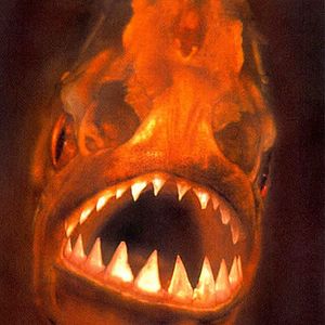 Bilder Die Rückkehr der Piranhas