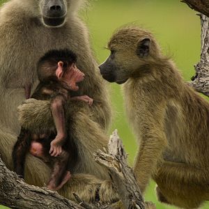Bilder Überleben im Paradies: Eine Familiengeschichte