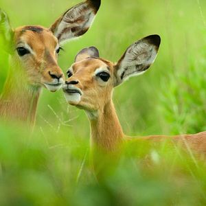 Bilder Überleben im Paradies: Eine Familiengeschichte