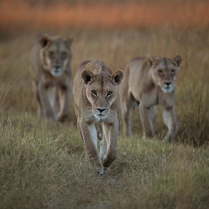 Bilder Überleben im Paradies: Eine Familiengeschichte