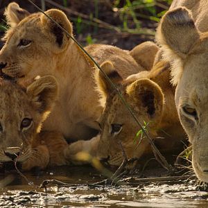 Bilder Überleben im Paradies: Eine Familiengeschichte