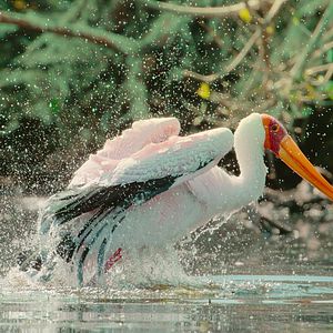 Bilder Überleben im Paradies: Eine Familiengeschichte