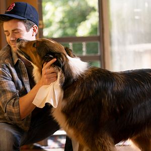 Bilder Rettungshund Ruby