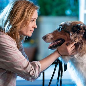 Bilder Rettungshund Ruby