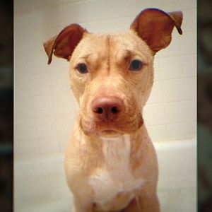 Bilder Bad Vegan: Berühmt und betrogen