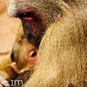 Bilder Im Königreich der Makaken