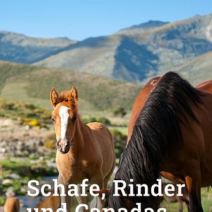 Bilder Schafe, Rinder und Canadas - Die großen Tierwanderungen Spaniens
