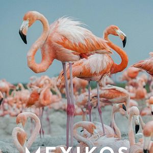 Bilder Mexikos magische Tierwanderungen