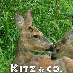 Bilder Kitz & Co. - Die Kunst des Verschwindens