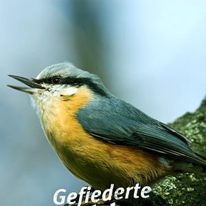 Bilder Gefiederte Nachbarn - Unsere Gartenvögel