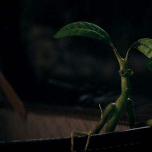 Bilder Phantastische Tierwesen 3: Dumbledores Geheimnisse