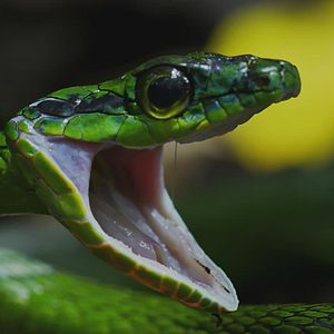 Bilder Gorgona - Tödliche Wildnis