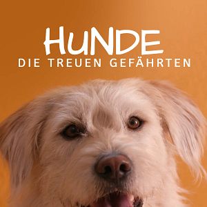 Bilder Hunde - Die treuen Gefährten