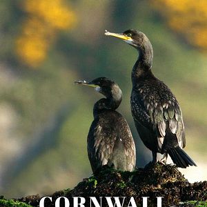 Bilder Cornwall - Englands paradiesische Küste