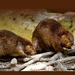 Bilder Die Architekten des Tierreichs