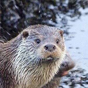 Bilder Insel der Otter