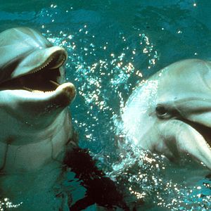 Bilder Der Tag der Delphine