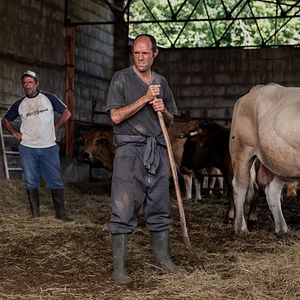 Bilder Wie wilde Tiere