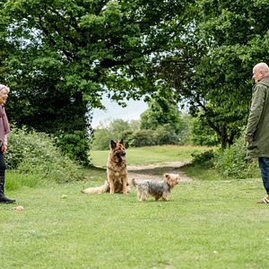 Bilder Mit Herz und Hund