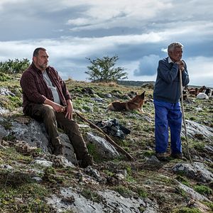 Bilder Wie wilde Tiere