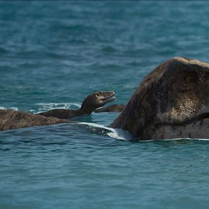 Bilder Ein Planet vor unserer Zeit
