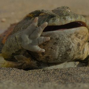 Bilder Ein Planet vor unserer Zeit