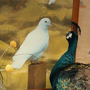 Bilder Das Pfauenparadies