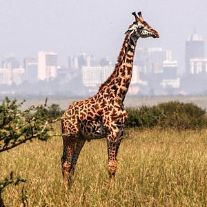 Bilder Everything Will Change