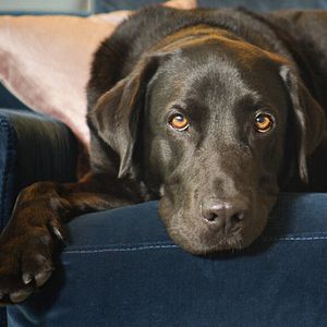Bilder Die verborgenen Fähigkeiten unserer Haustiere