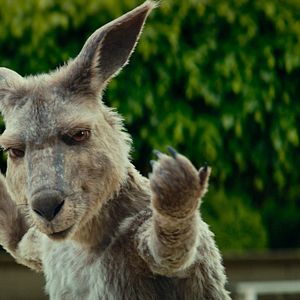 Bilder Die Känguru-Verschwörung